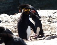P1060753_Macaroni Penguin greeting its Rockhopper partner.jpg