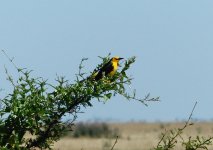P1070412_Saffron-cowled Blackbird male.jpg