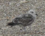 Herring Gull, 1s, Thornwick Lakes, Flamborough, 30 May 22 (1).jpg