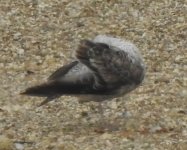 Herring Gull, 1s, Thornwick Lakes, Flamborough, 30 May 22 (2).jpg