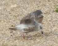 Herring Gull, 1s, Thornwick Lakes, Flamborough, 30 May 22 (5).jpg