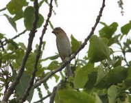 Common rosefinch.jpg