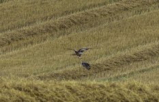 Buzzard with possible prey and competition.jpg