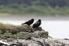 Hooded & Carrion Crow - Watch the beach, I'm getting a nap.jpg