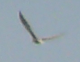 2.4 (white-tailed eagle).png