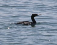 Cormorant - AAA - South Africa Knysna - Featherbed Nature Reserve - 22Sep15 - 7264 origDAY 8.jpg