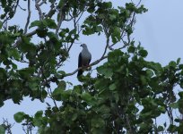 spice imperial pigeon.JPG