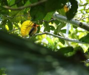 yellow billed kingfisher.JPG
