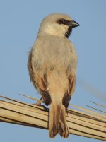 Desert Sparrow 3.JPG