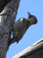 Levaillant's Woodpecker.JPG