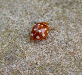 cream-spot ladybird ex P5050015_edited.jpg