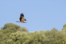 Booted-Eagle-(99)-unedited-fbook.jpg