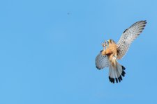 Kestrel-(227)-Los-Gigantes,-Part-of-flock-of-21-hunting-insects-fbook.jpg