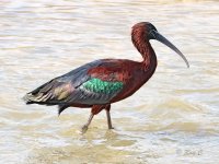 AI 800 gloss ibis.jpg
