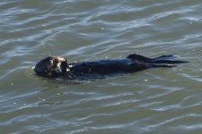 Sea Otter  2024-01-11 a.JPG