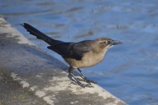 Great-tailed Grackle 2024-01-15 a.JPG