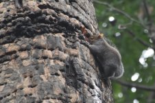 A gray squirrel has opened his own well in some old sapsucker workings.JPG