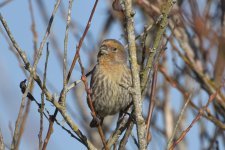 Female House Finches choose mates based on the amount of red in their plumage - maybe a challa...JPG