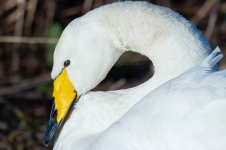 Whooper-Swan-(8)-fbook.jpg
