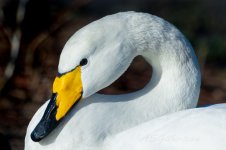 Whooper-Swan-(28)-fbook.jpg