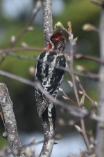 Red-breasted Sapsucker 2024-02-18 a.JPG
