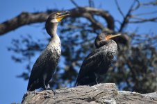 Double-crested Cormorants 2023-02-22 a.JPG