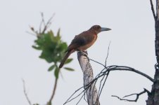 Juvenile Black Butcher Bird - Thala- Jan 24.jpg