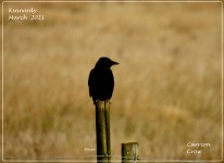 BF Carrion Crow.jpg