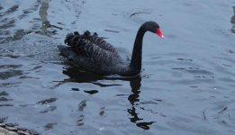 IMG_3137a Black Swan 21 Nov 2020 Coate Water.jpg
