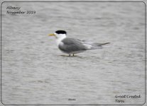 BF_Great_Crested_Tern2.jpg