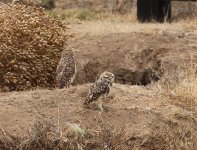 burrowing owl.JPG
