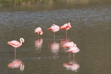 chilean flamingo.JPG