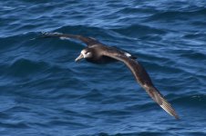 Black-footed Albatross 2024-03-15 e.JPG