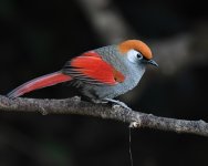 Red-tailed Laughingthrush_Baihualing_251218a.jpg