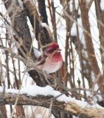 redpoll or finch.jpg