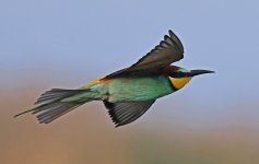 HC European Bee-eater (Cyprus 01.05.22).jpg
