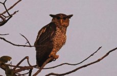 Spot-bellied Eagle Owl 001.jpg