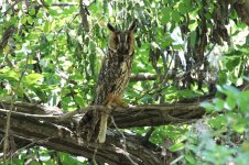 Long-eared Owl (reduced).jpg