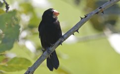 Nicaraguan Seed-Finch 009.jpg