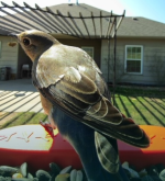 Capture bird at feeder- 3-22-24.PNG