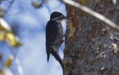 Black-backed Woodpecker 006.jpg