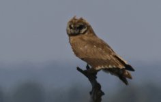 Marsh Owl 010.jpg