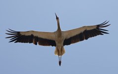 White Stork 023.jpg