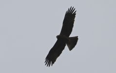 Booted Eagle 006.jpg
