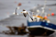 Herring-Gull-(12)-fbook.jpg