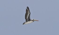 Peruvian Pelican 002.jpg