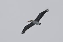 Peruvian Pelican 003.jpg