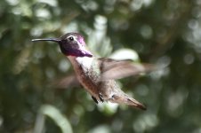Costa's Hummingbird 2024-05-11.JPG
