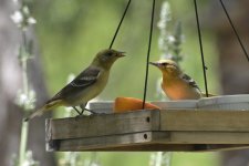 Western Tanager and Bullock's Oriole 2024-05-11.JPG