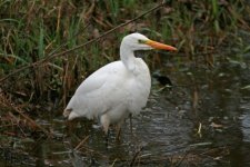 Great White Egret - Astley (2).jpg